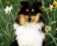 Collie.