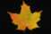 Maple.